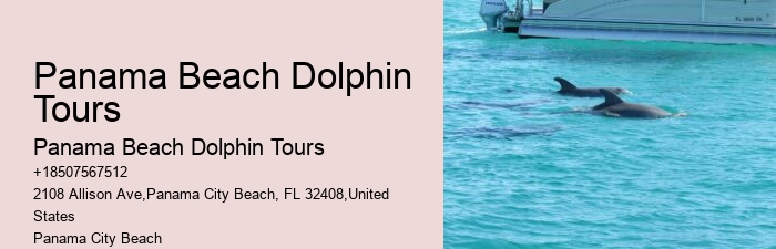 VIP Dolphin Exploration and Snorkeling