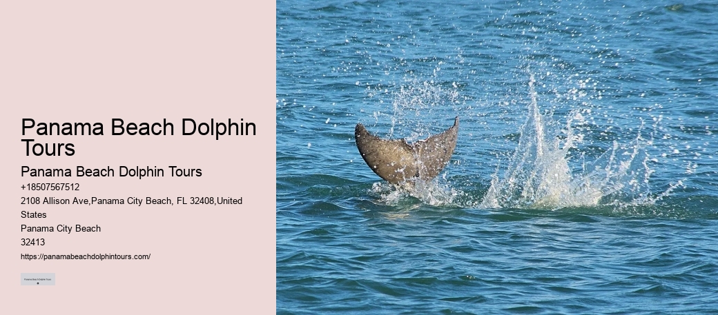 Dolphin Tour And Snorkeling Near Me