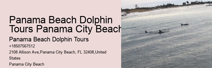 How many dolphins typically appear during a tour in Panama City Beach