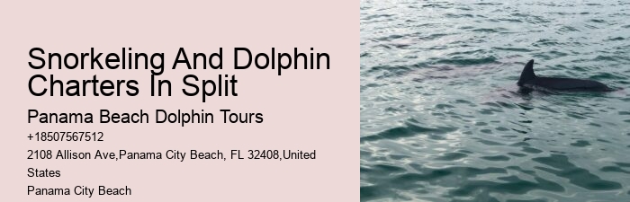 Why Is It Illegal To Interact With Dolphins