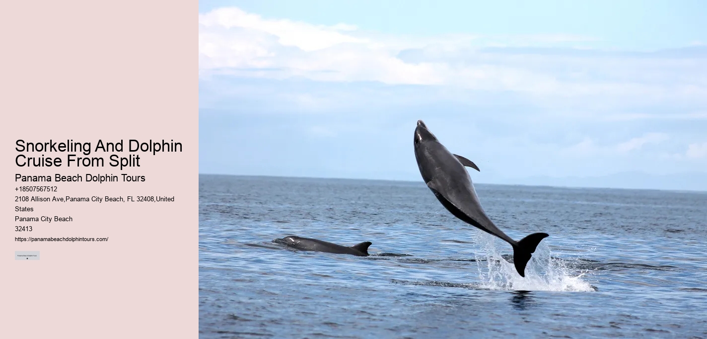 2-hour Private Miami Snorkeling And Dolphin Watching Tour