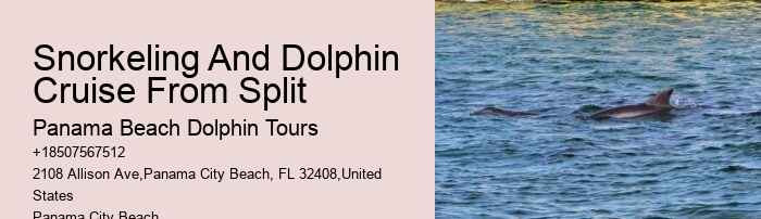 How Do You Interact With Dolphins