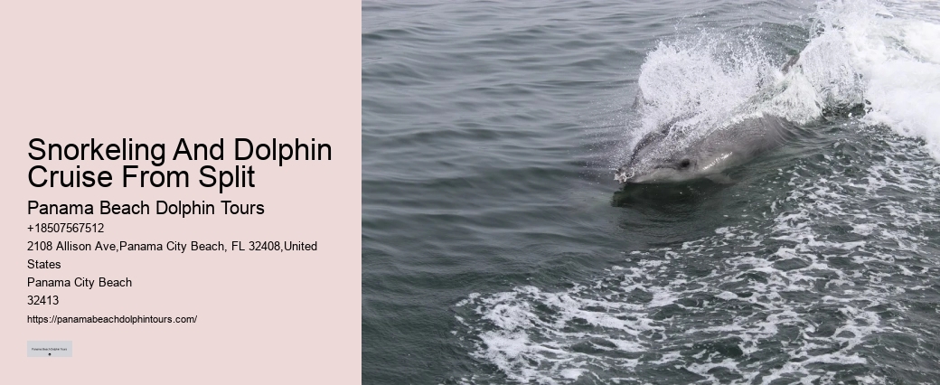Panama City Beach Dolphin Boat Cruises