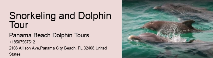 Why Can't You Swim With Wild Dolphins
