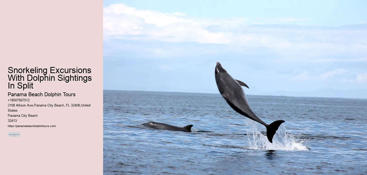 Elite Dolphin Expedition and Snorkeling Tours
