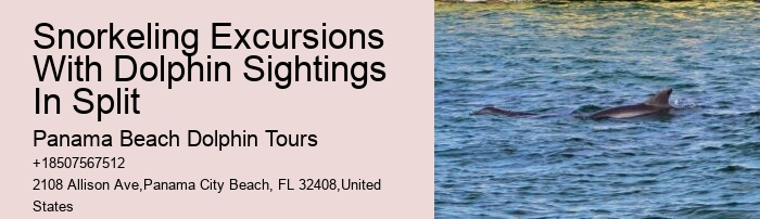 Dolphin Tours - Snorkel With Dolphins