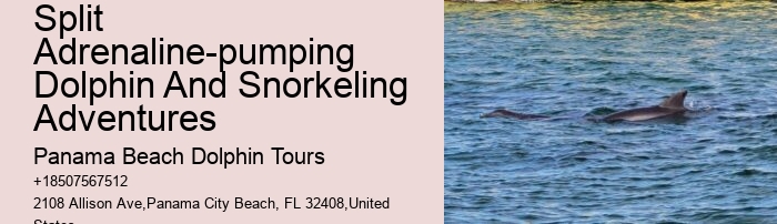 Dolphin Swims: A Code Of Conduct