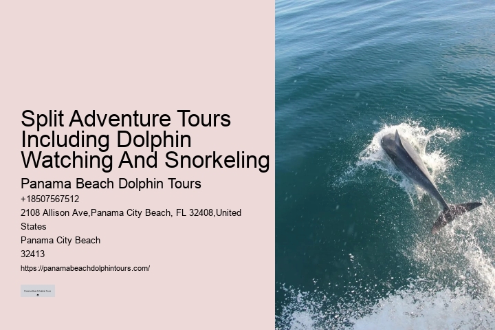 Exclusive Dolphin Snorkeling Excursions