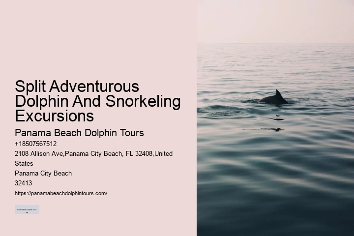 Individual Dolphin Expedition with Snorkeling