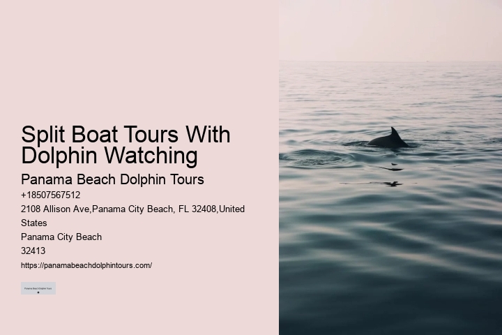 Dolphin Swim And Snorkel Tours In Split