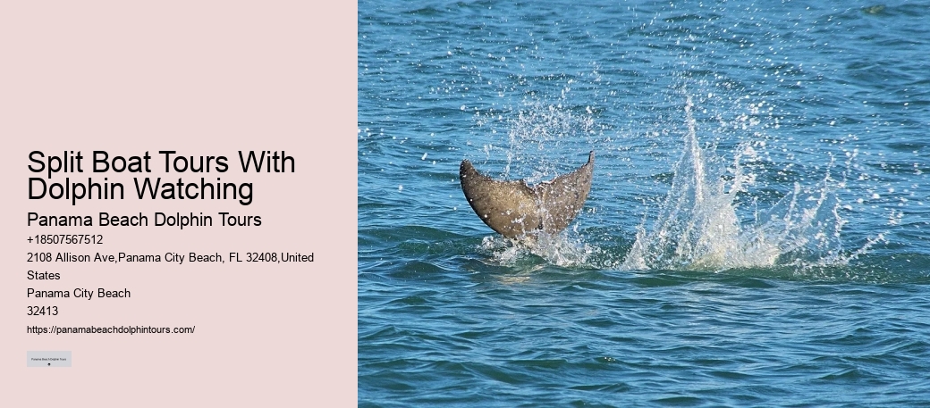 Split Exclusive Snorkeling And Dolphin Watching Charters