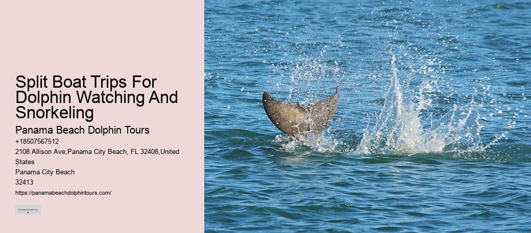 Swim-with-the-dolphins Attractions