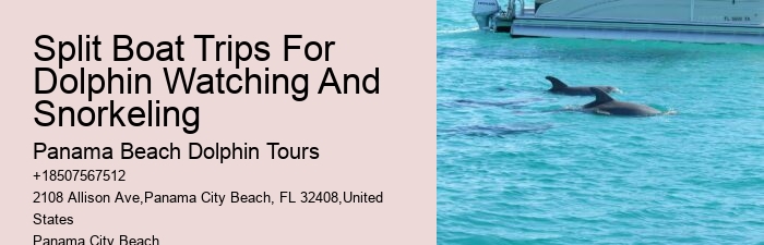 Split Charter Dolphin And Snorkeling
