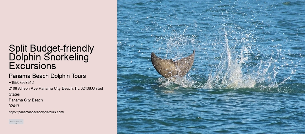 Island Excursion And Dolphin Watch