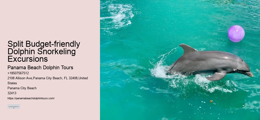 Charter Dolphin Snorkeling