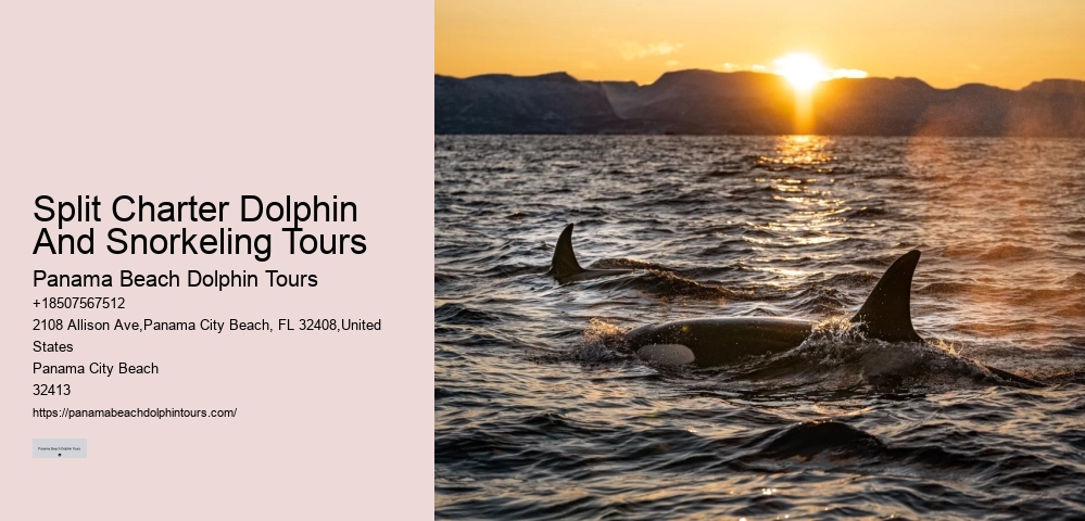 How Long Is The Dolphin Swim Experience And What Is The Age