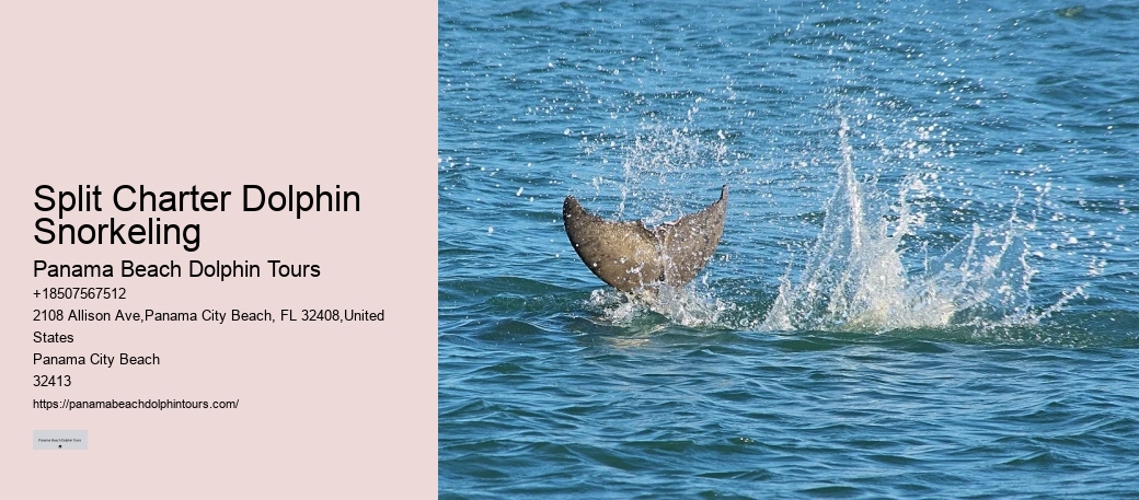 Protect Wild Dolphins: Admire Them From A Distance