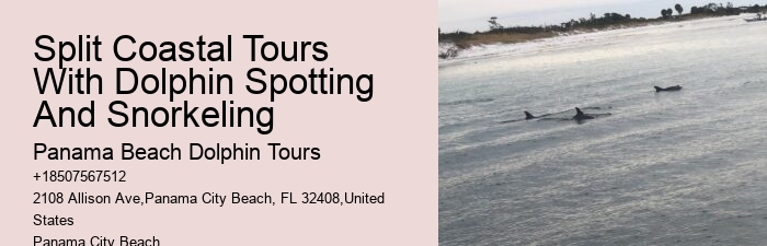 Customized Dolphin Exploration and Snorkeling Adventures