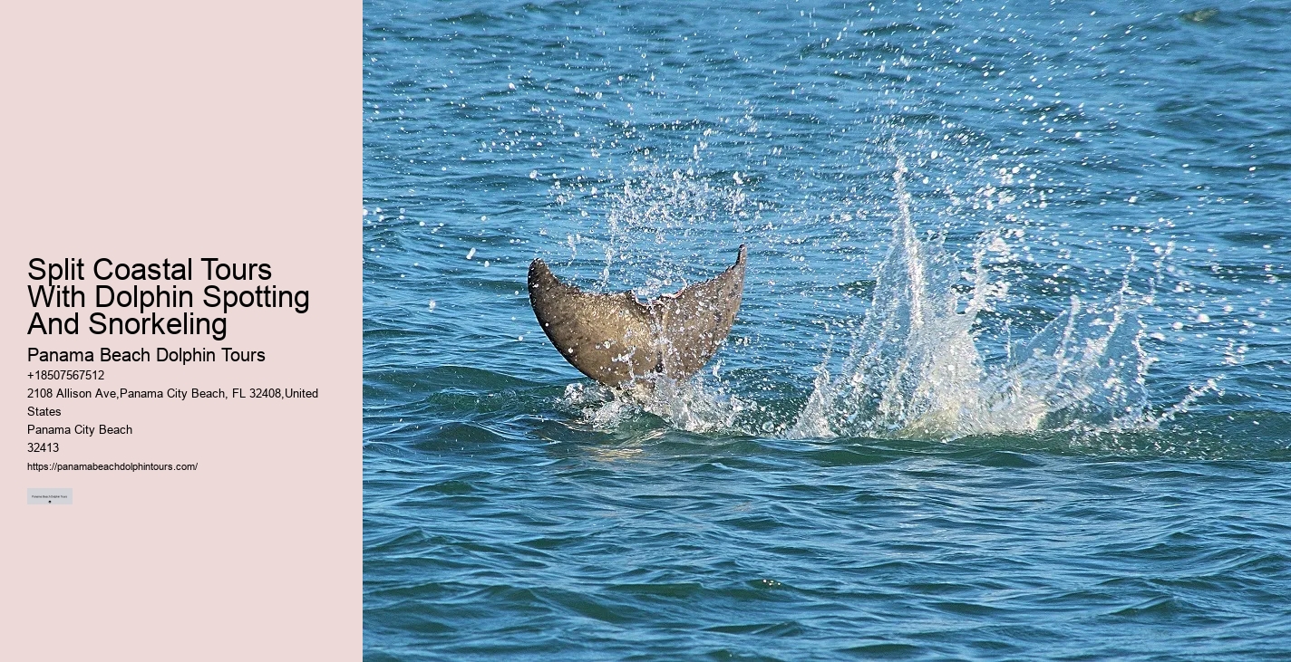 What Month Is Best For Dolphin Watching