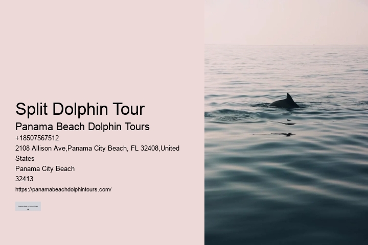 Tailored Dolphin Expedition with Snorkeling
