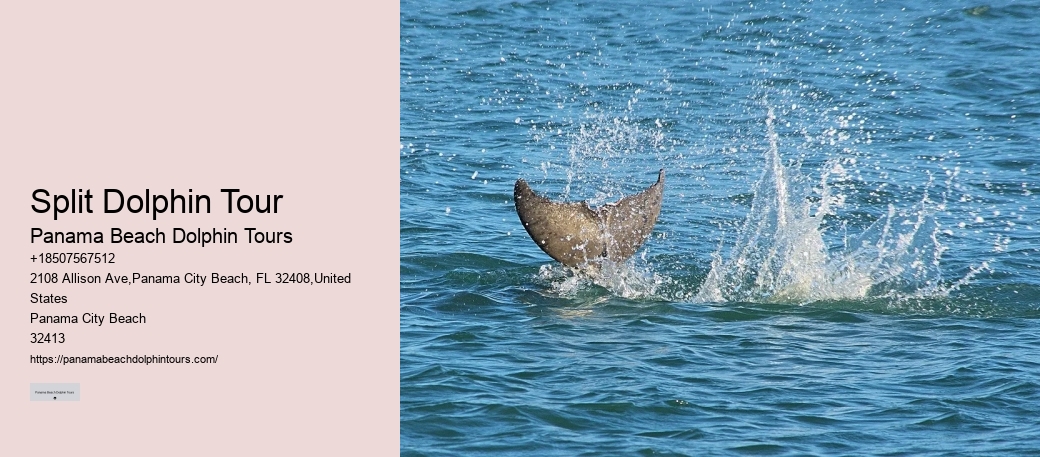 Deluxe Dolphin Discovery and Snorkeling Trips