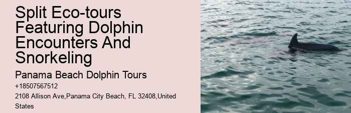 Enjoy Your Cruise Vacations In Cozumel Swimming With Dolphins