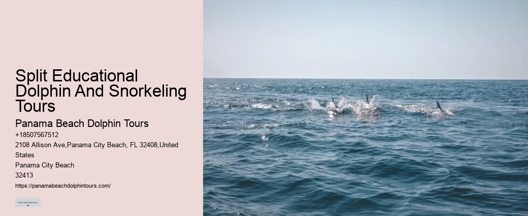 Premium Dolphin Spotting and Snorkeling Trips
