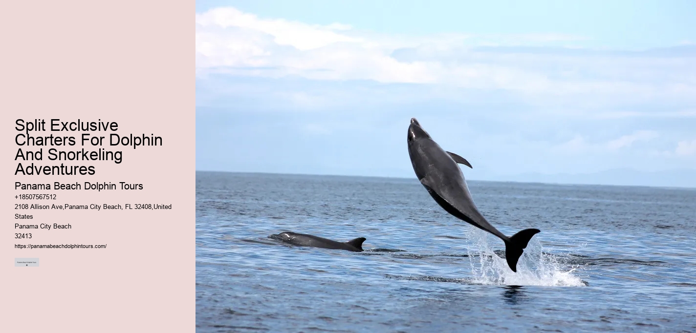 Guided Dolphin Watching and Snorkeling Trips