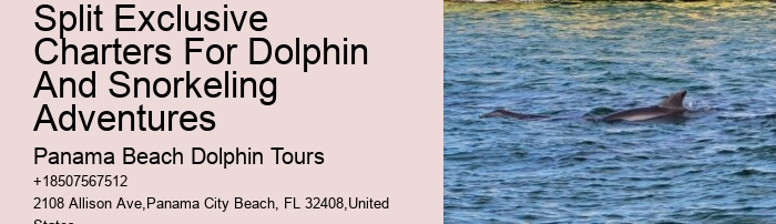 Guided Dolphin Encounter with Snorkeling
