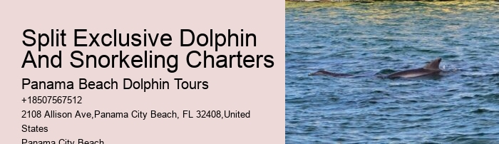 Snorkeling Excursions With Dolphin Sightings In Split