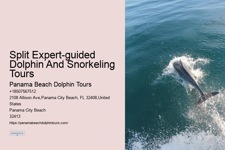 Split Charter Dolphin Snorkeling
