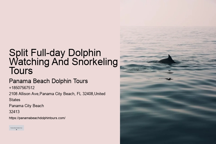 Where In Florida Do You Swim With Dolphins