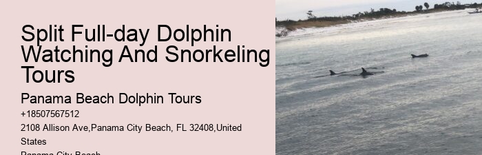 Dolphin Spotting Tours Combined With Snorkeling In Split