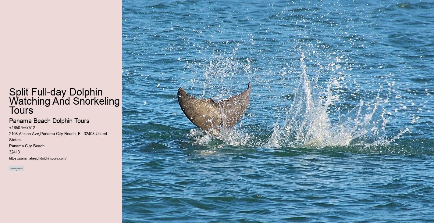 Split Intimate Dolphin And Snorkeling Adventures
