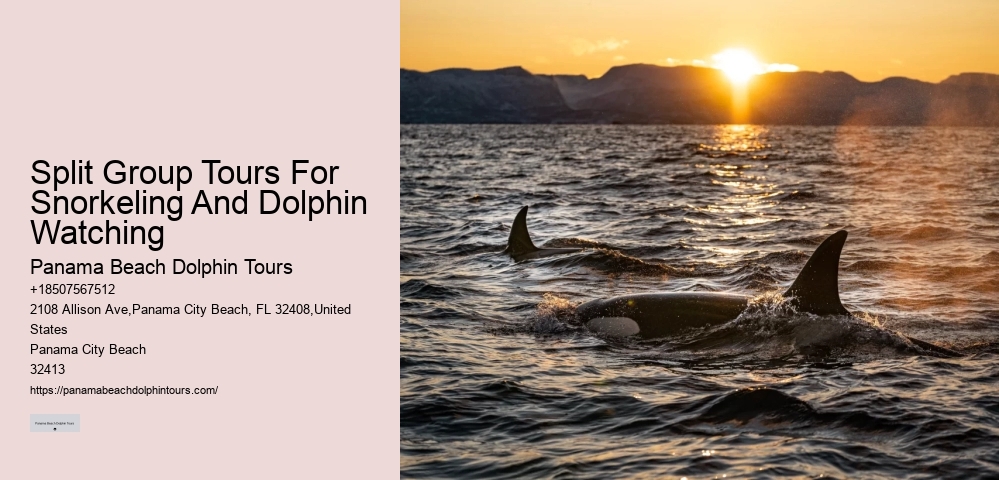 Split Dolphin Spotting And Snorkel Trips