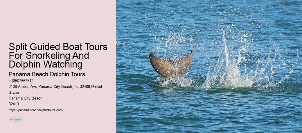 Is It Better To See Dolphins In The Morning Or Afternoon