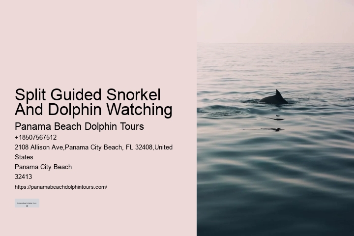 Bespoke Dolphin Spotting and Snorkeling Tours