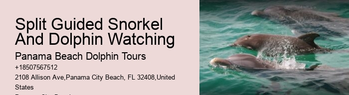Individual Dolphin Encounter and Snorkeling Tours