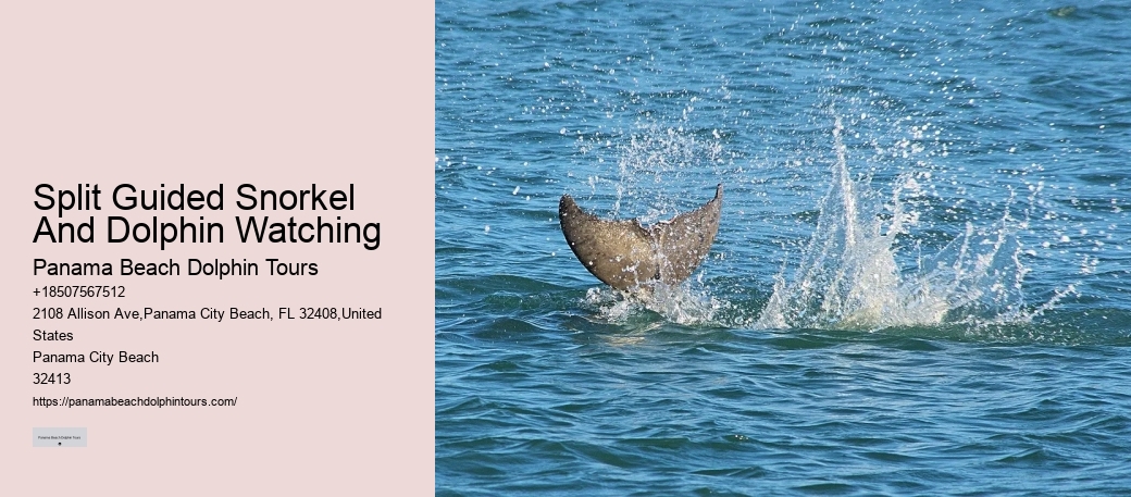 2 Hours Private Dolphin Tour