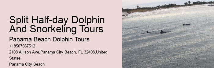 Split Adventurous Dolphin And Snorkeling Excursions