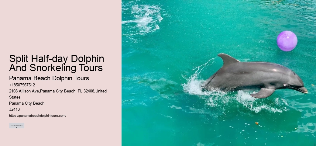 Do Dolphins Swim Close To Cruise Ships
