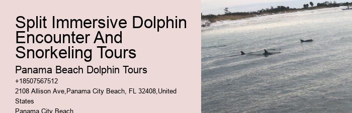 Personal Dolphin Encounter and Snorkeling Adventures