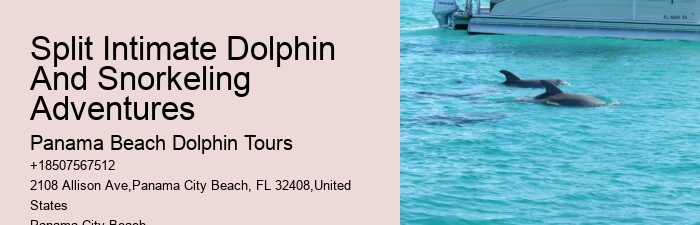 Luxury Dolphin Encounter with Snorkeling