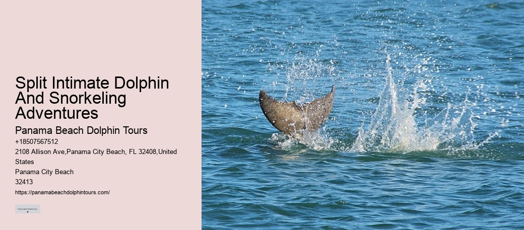 Are there any special events or themed tours for dolphin watching