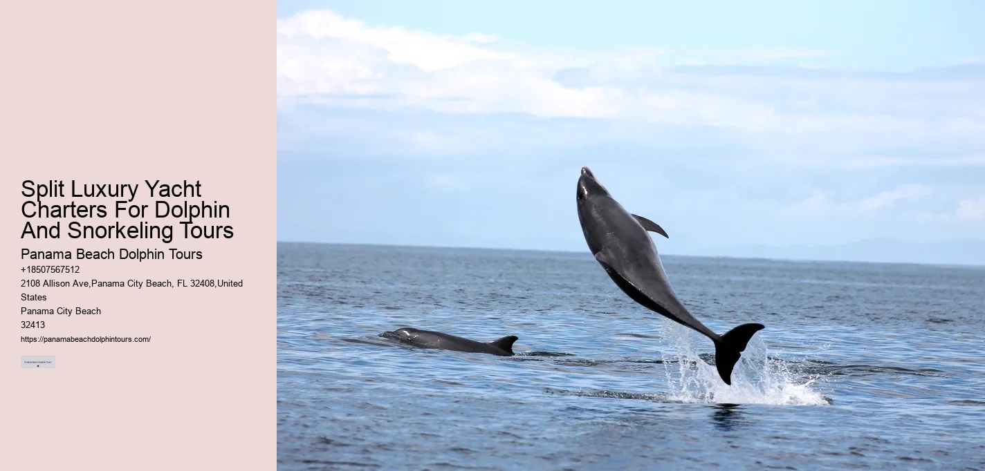 Dolphin encounters at Panama City Beach