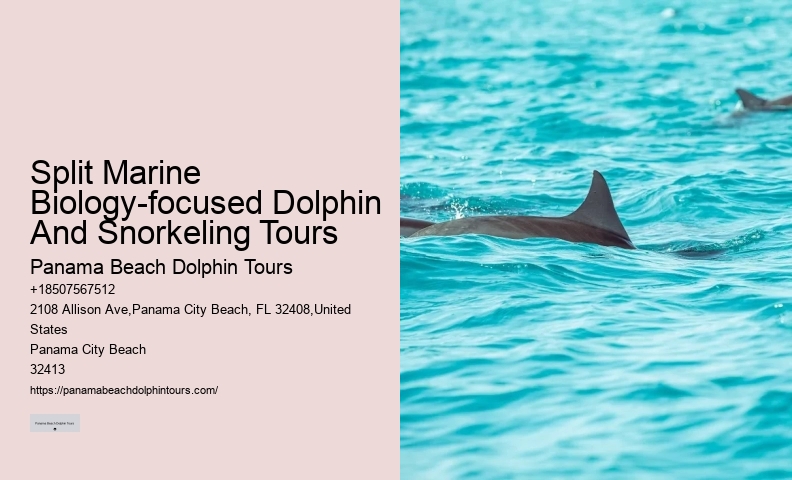 Dolphin Tours Tampa Area