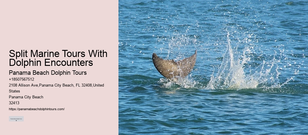 Jet Boat Dolphin Tours