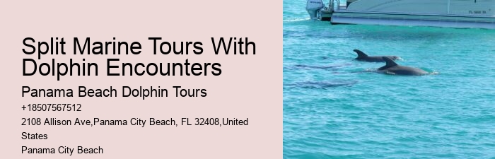 Panama City Beach Dolphin Adventure Trips