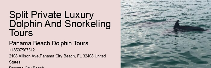 Personal Dolphin Watching with Snorkeling