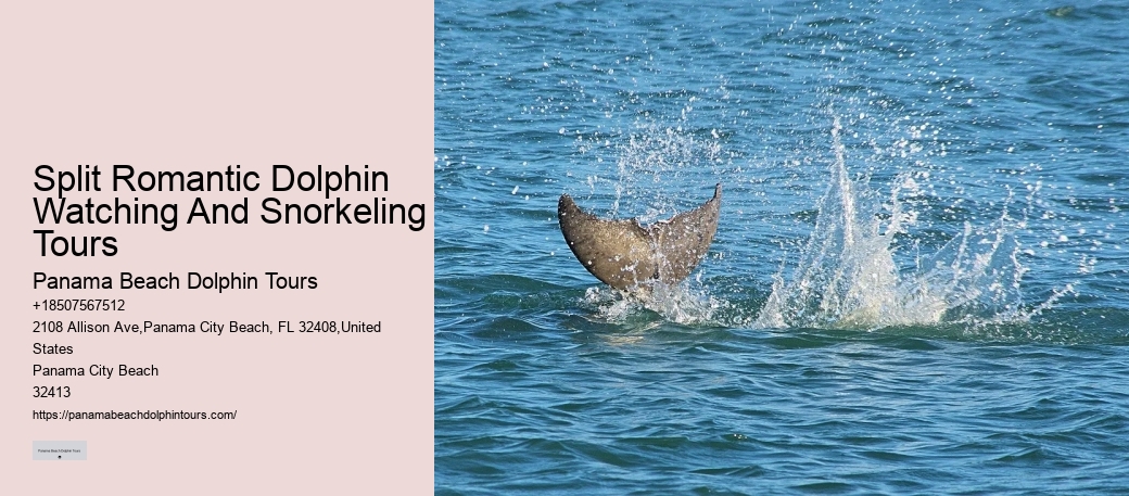 Tailored Dolphin Safari with Snorkeling